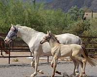 perlino-andalusian-colt