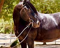 draft-percheron-horse