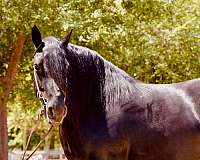 percheron-horse