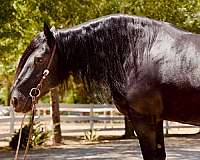 kid-safe-percheron-horse