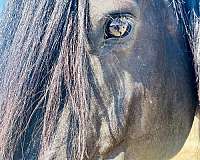 beginner-percheron-horse