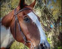 allergies-tennessee-walking-horse