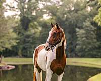 southeast-tennessee-walking-horse