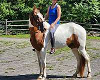 toby-tennessee-walking-horse