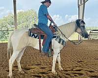 buckskin-see-pics-horse