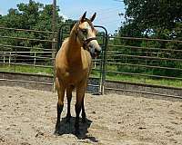 buckskin-yearling-horse