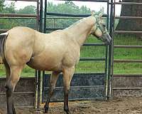 buckskin-mare-filly