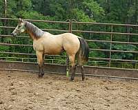 buckskin-yearling-filly