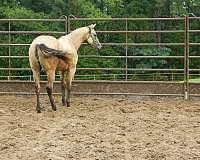 yearling-mare-filly