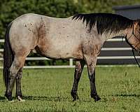 bay-roan-calf-roping-pony