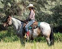 ranch-versatility-draft-pony