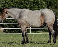 bay-roan-draft-pony