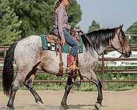 calf-roping-draft-pony