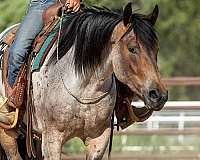 ranch-work-draft-pony