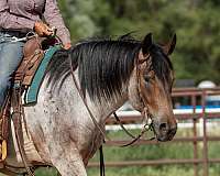 trail-riding-draft-pony