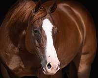 athletic-quarter-horse