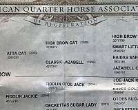 athletic-quarter-horse