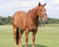 calf-roping-quarter-horse