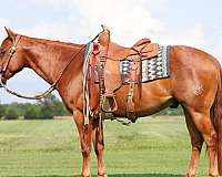 cutting-quarter-horse