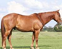 flashy-quarter-horse