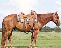 husband-safe-quarter-horse