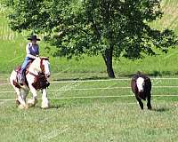 athletic-gypsy-vanner-horse