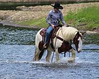 breeding-gypsy-vanner-horse