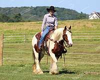 flashy-gypsy-vanner-horse