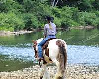 kid-safe-gypsy-vanner-horse