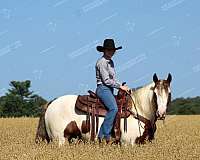 parade-gypsy-vanner-horse