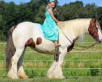 buys-gypsy-vanner-horse