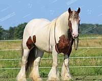 circles-gypsy-vanner-horse