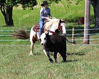 good-looking-gypsy-vanner-horse