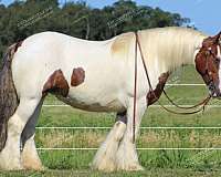 great-broodmare-gypsy-vanner-horse