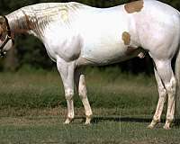 athletic-paint-horse