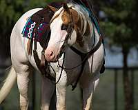 ranch-versatility-paint-horse