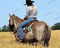 husband-safe-quarter-horse