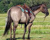 performance-quarter-horse