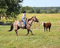 ranch-quarter-horse