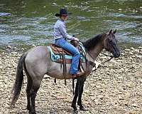 ranch-versatility-quarter-horse