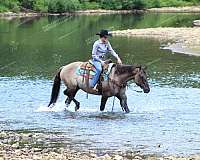 ranch-work-quarter-horse