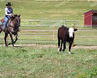 trail-quarter-horse