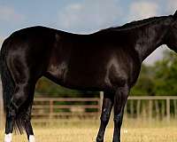 breeding-quarter-horse