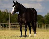 athletic-quarter-horse