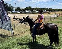 husband-safe-quarter-horse