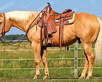 ranch-quarter-horse