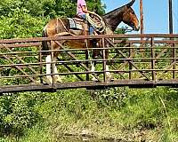 trail-riding-mule