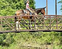 working-cattle-mule