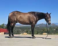 athletic-quarter-horse