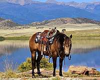 ranch-quarter-horse